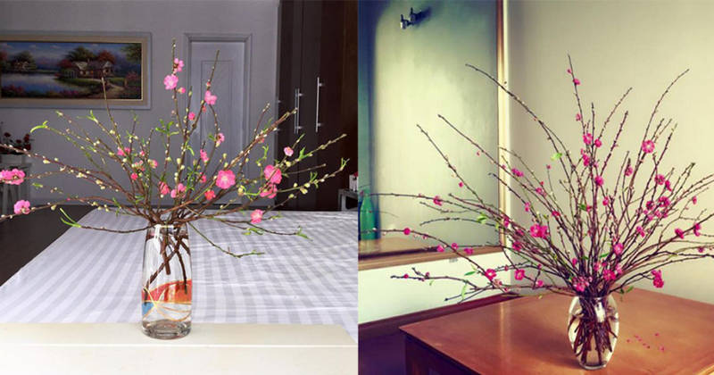 Chọn đào, “chơi” đào thế nào đúng chuẩn, hợp phong thủy, nhiều tài lộc đón Tết?