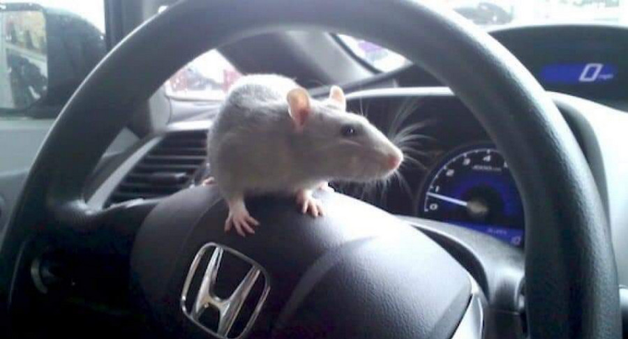 Kinh nghiệm chống chuột cho xe ô tô có thể bạn chưa biết